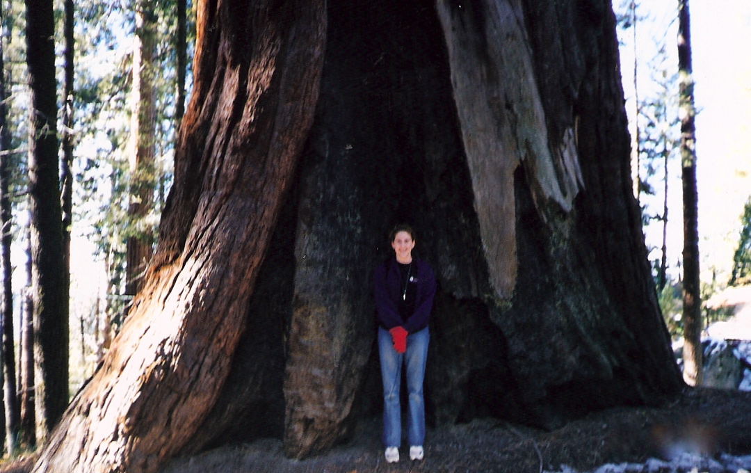 great sequoia
